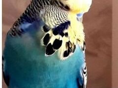 Выставочный волнистый попугай Чехи (ввп)