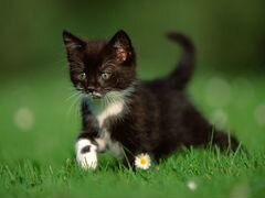 Черно белые котята кошечки
