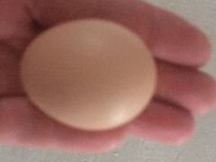 Яйцо оплодотворённое
