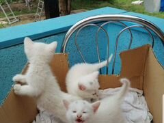 Котята белые