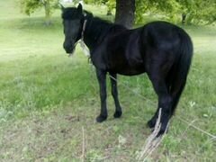 Продам коня,возврат 2 года,цвет чёрный,цена 65000