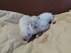 Котятки новорожденные беленькие
