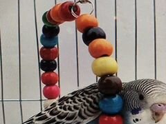 Игрушка для попугайчика