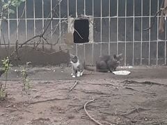 Котенок ищет дом