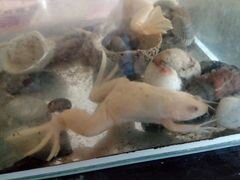 Аквариум со шпорцевыми лягушками