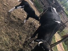 Продам корову и телёнка