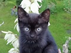 Чёрный котёнок Диснейка 2 месяца в добрые руки