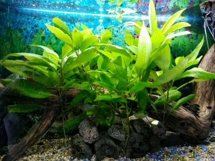 Растения и рыбки