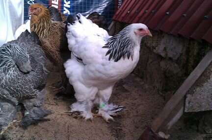 Куриные Инкубационные Яйца
