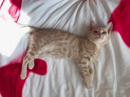 Котёнок шотландского кота и рыжей сиамской кошки