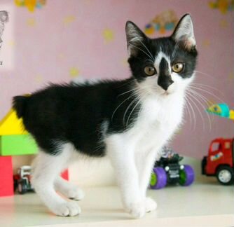 Короткошерстный котик бобтейла