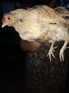 Курица сидячая хочет вывести цыплят