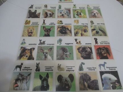 Комплекты открыток (собаки, амфибии,кактусы,город)
