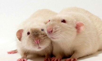Пара замечательных крысок