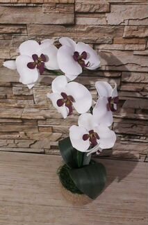 Орхидея-ночник