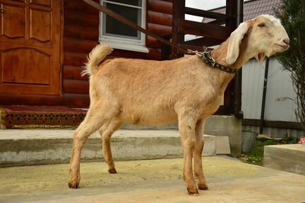 Чистопородный англо-нубийский козёл