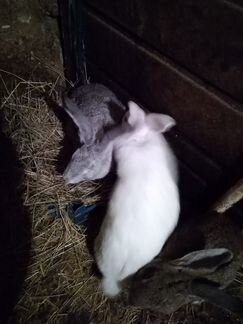 Самки кроликов