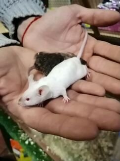 Мышь сатиновая