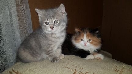 Два котёнка в добрые руки)