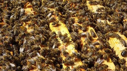 Пчелопакеты Карпатка В Наличие 25 апреля