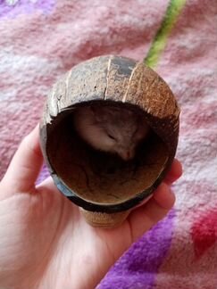 Домик из кокосика
