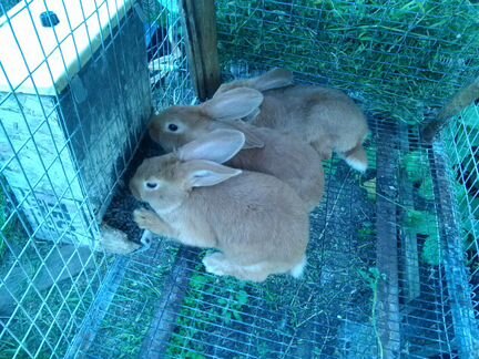 Бургундские крольчата