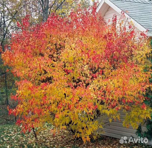 Клён Гиннала