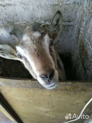 Козье молоко и жир козий