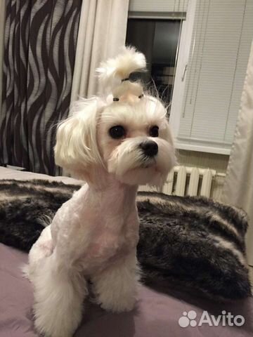 Мальтезе приглашает на вязку