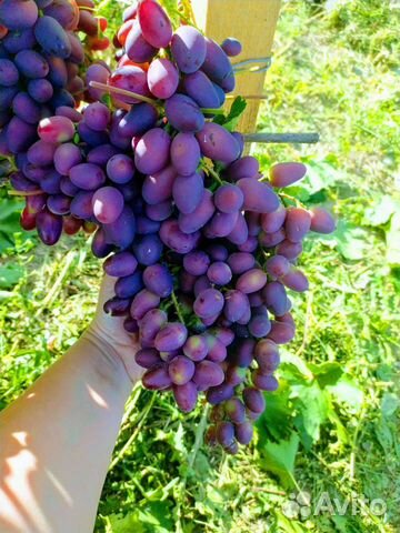 Красотка в винограднике