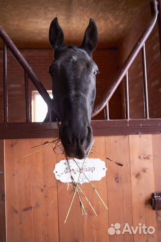 Аренда денника, постой лошадей