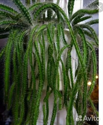 Кактус ампельный