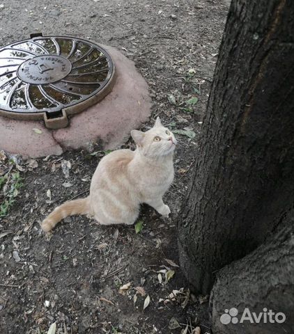 Домашнего ласкового кота выкинули