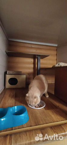 Передержка кошек