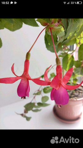 Фуксия укоренённые отростки