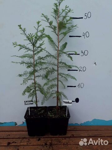 Кипарис болотный (Taxodium)