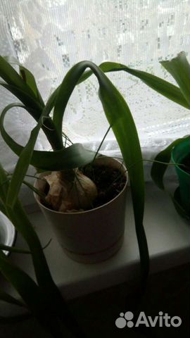 Индийский и китайский лук