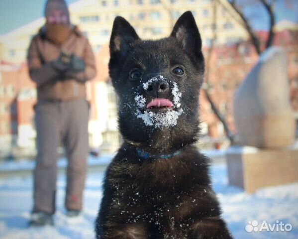 Щенок шипперке, кобель