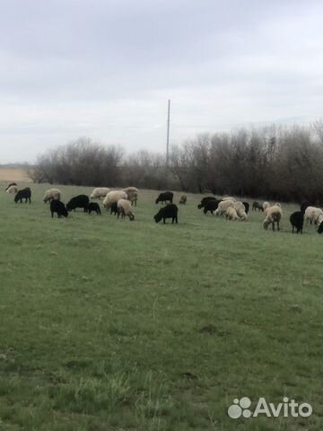 Мясо баранина халяль