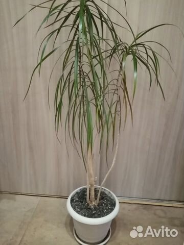 Комнатные цветы. Драцена. Долларовое дерево