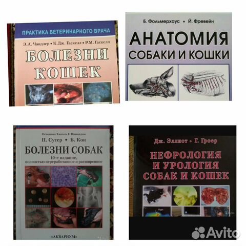 Болезни кошек Нефрология Анатомия Рентген