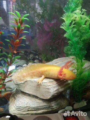 Аксолотли золотые.Аквариум под них. Черные,белые