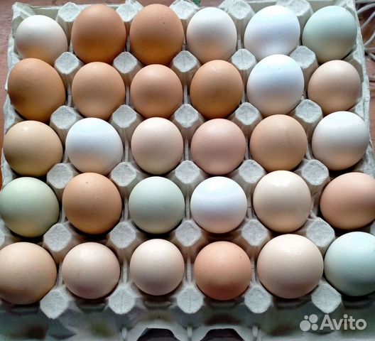 Яйцо инкубационое