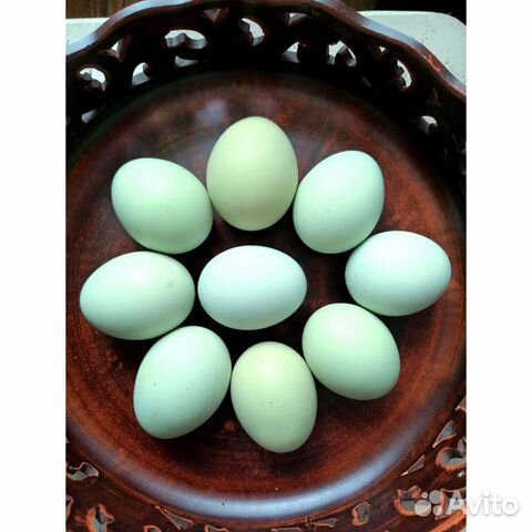 Инкубационное яйцо.Цыплята Амераукана