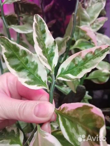 Цветы комнатные