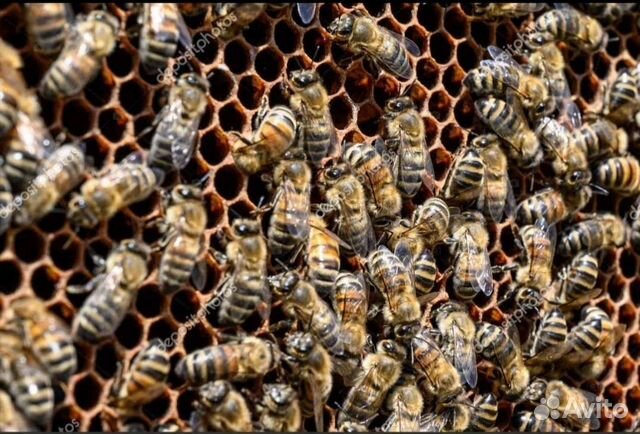 Продам пчел с ульем или без