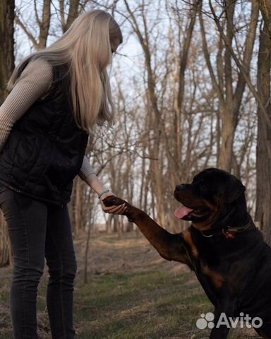 Услуги кинолога