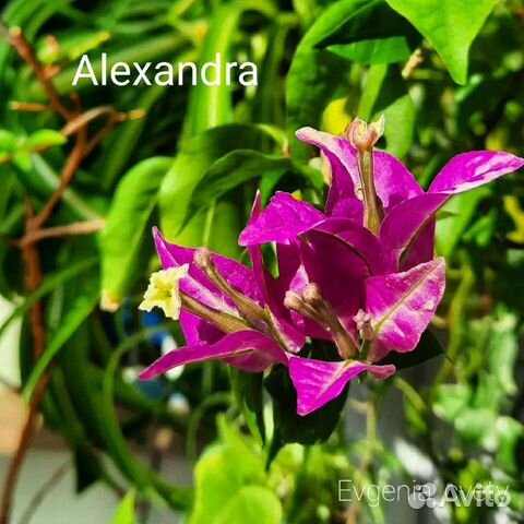 Бугенвиллия