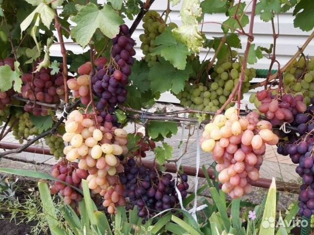Шахиризада,саженец винограда
