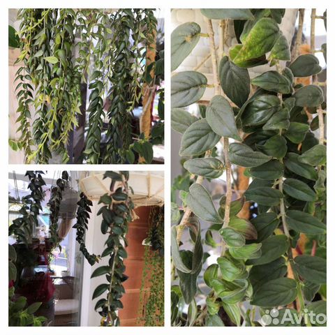 Колумнеи, хавортия Цимбиформис